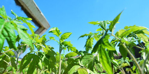Panoramic photo of tomato seedlings on a blue sky background. Garden and vegetable garden. Copyspace for the text.