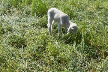 Ein frisch geborenes Lamm auf der Wiese.