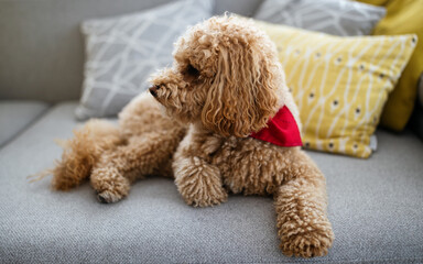 Portrait of a cute brown toy poodle at home, daytime, indoors.