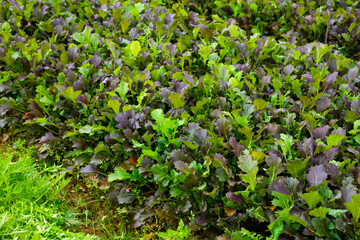 Closeup of red leafy mustard plantation in organic vegetable farm. Harvest time