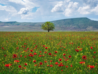 Lonely tree in a poppy field in the spring.