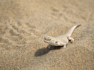 Calm desert roundhead lizard on the sand in its natural environment.