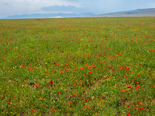 A field with mountain poppies. Natural spring background