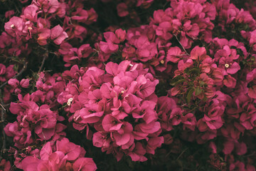 Bougainvillea flowers in bloom. Beautiful magenta flower as background. Springtime background for design. 