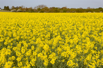 Obraz premium Field of canola in Brittany