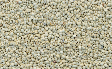coffee beans drying in the sun. Coffee plantations at coffee farm