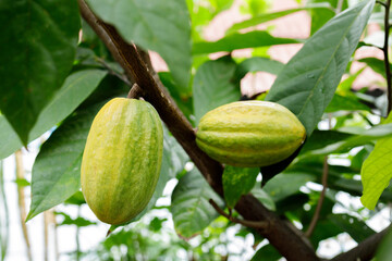 Cacao Tree (Theobroma cacao). Organic cocoa fruit pods in nature.