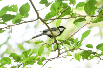 シジュウカラ