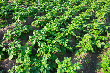 Fototapeta na wymiar Potato sprouts on farm field on sunny day. High quality photo