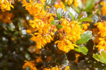 Darwin's barberry flowers in a garden
