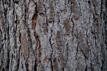 A close-up on a Lebanese cedar.