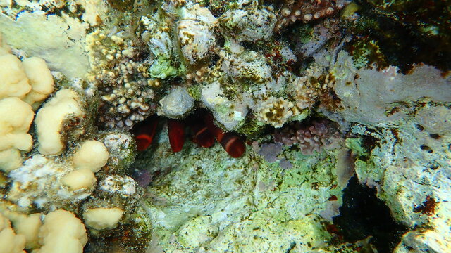 Hiding slate pencil urchin or red slate pencil urchin or red pencil urchin (Heterocentrotus mamillatus) undersea, Red Sea, Egypt, Sharm El Sheikh, Nabq Bay