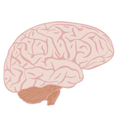 Human brain, natural look. Human thinking organ, medicine. Scientific Research Authority Vector