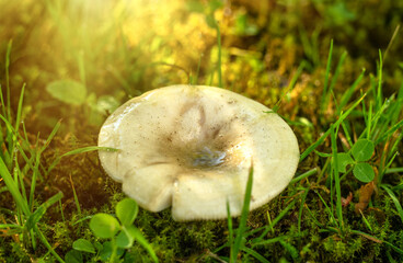 An edible mushroom with a raw tooth in the green grass in the forest. Mushroom Hunters