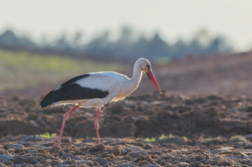 White Stork Ciconia ciconia in meadow, Lithuania - Europe