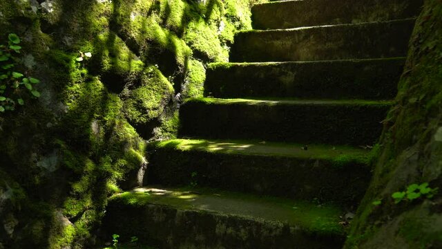苔の階段