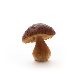 Wild forest porcini mushrooms isolated on a white background