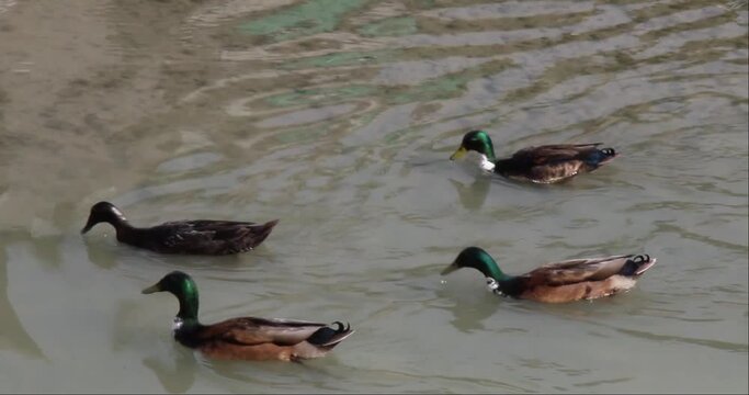 Anatre sul fiume
