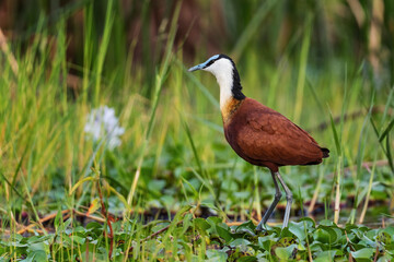 African Jacana - Actophilornis africanus, beautiful colored shy water bird from African lakes, swamps and marshes, lake Ziway, Ethiopia.