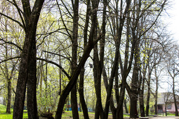 Park near the educational institution of the school in the Kirovograd region