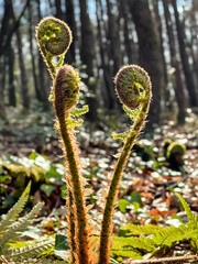 Fern Fiddleheads