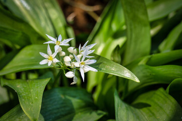 WIld Garlic Flowers