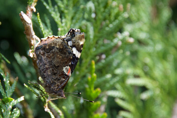 Papillon de profil dans une haie avec lumière jardin © Natolie 