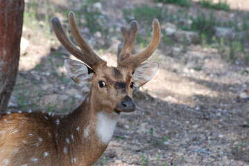 cerf