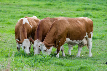 Fototapeta na wymiar cows in a field - koeien in de wei