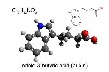Chemical formula, skeletal formula, and 3D ball-and-stick model of indole-3-butyric acid, one of the plant hormones auxins, white background