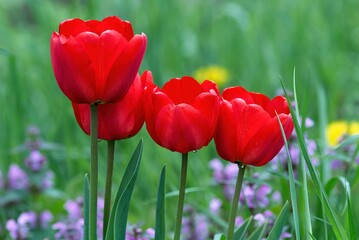 Red tulip flowers in the grass after rain, close up. With water droplets on the petals. Natural background.