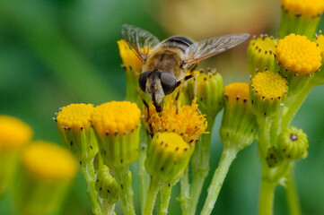 bee on yellow flower