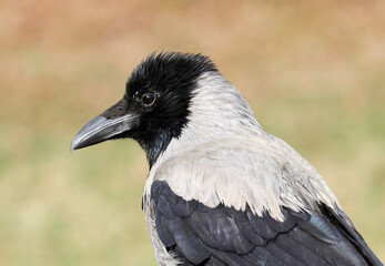 Fototapeta premium Young hooded crow