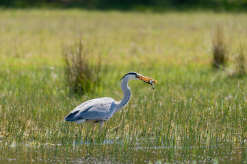 blue heron in the wild - blauwe reiger