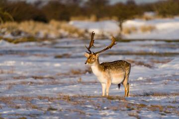 deer in the snow