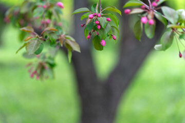 Blooming derovo apple tree