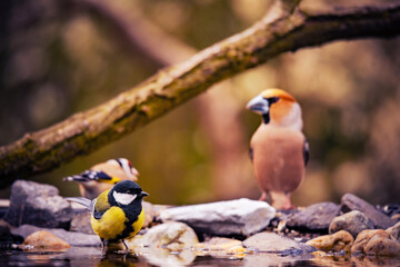 Closeup photo of a great tit