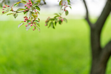 Blooming derovo apple tree