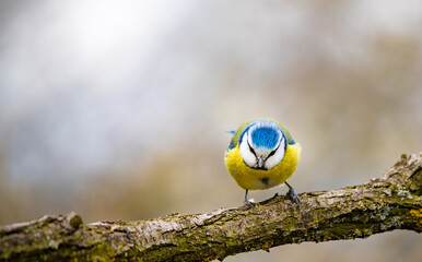 Blue tit sitting on a twig