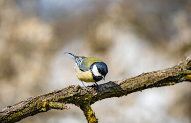 Great tit sitting on a twig