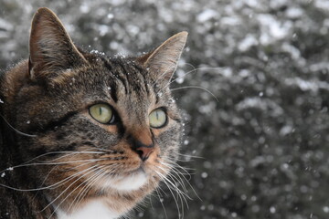 Chat regardant la neige tomber.