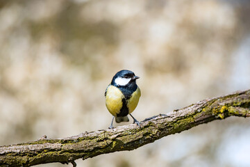 Fototapeta premium Great tit sitting on a twig