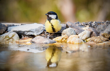 Closeup photo of a great tit