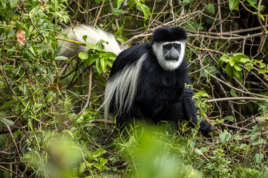 Colobus Affe