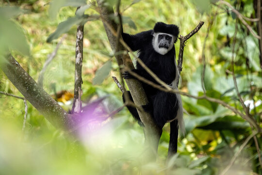 Colobus Affe