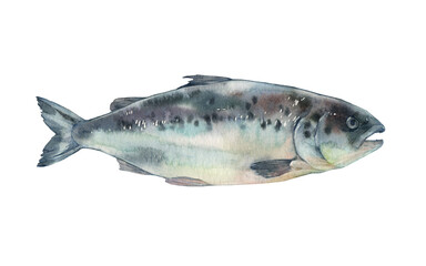 Fish. Salmon. Watercolor illustration on a white background. 