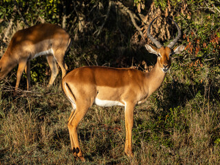 Impala Männchen