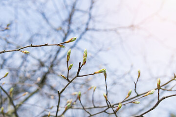 Branches with buds against the blue sky.
