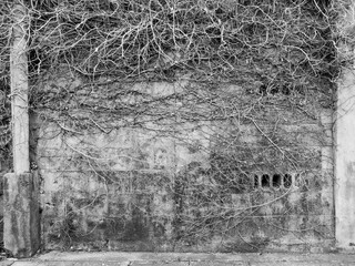 An old wall overgrown with dry creeper. Black and white photo.
