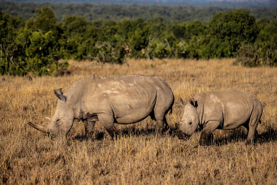 Breitmaulnashorn mit Kalb